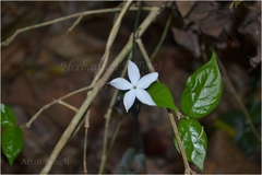 Coffea bengalensis